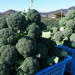 ブロッコリーの美味しい茹で方