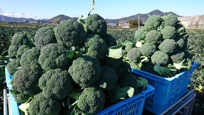 ブロッコリー畑