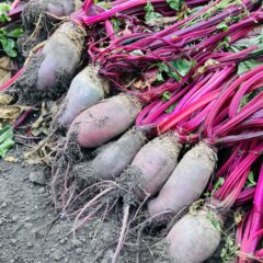 奇跡の野菜　ビーツ