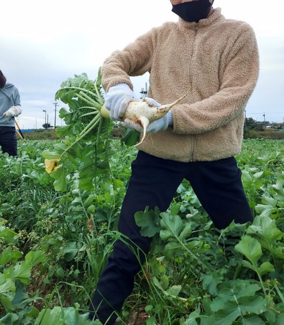 大根収穫体験