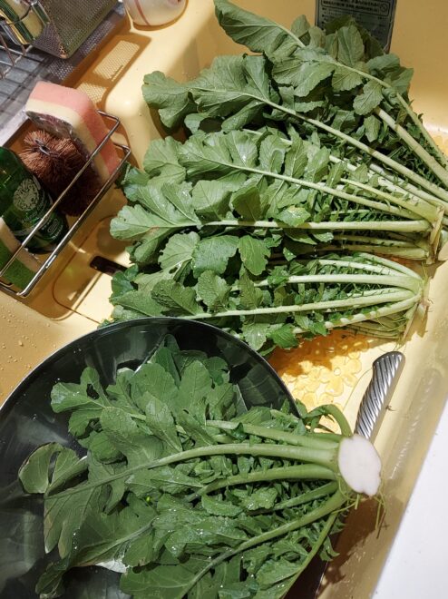大根の葉