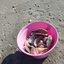 田原の海岸で貝殻拾い