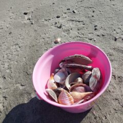 田原の海岸で貝殻拾い