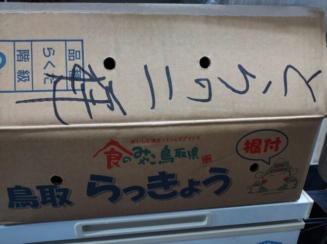 鳥取らっきょう