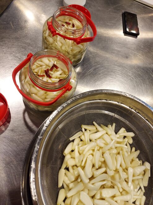 鳥取産土付きらっきょう