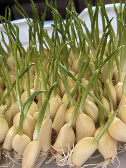 有機スプラウトにんにく