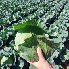 豊橋産　キャベツ