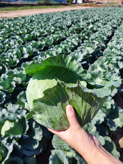 地産 キャベツ